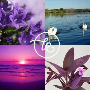 Montage of four images including flowers, swans and a sunset