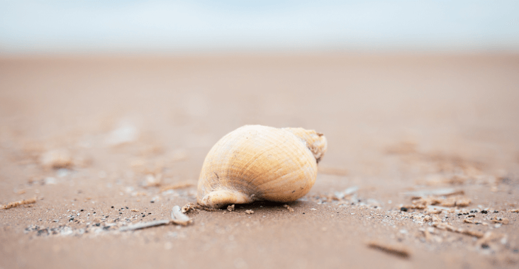 Shell on beach