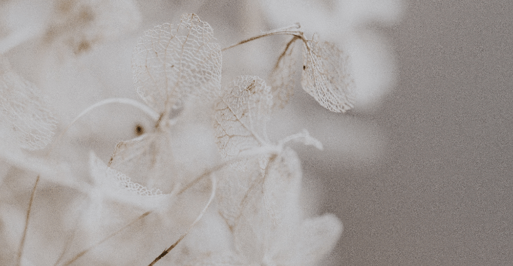 White dried flowers